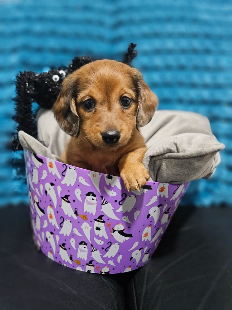 Miniature Dachshund Puppies 1 left