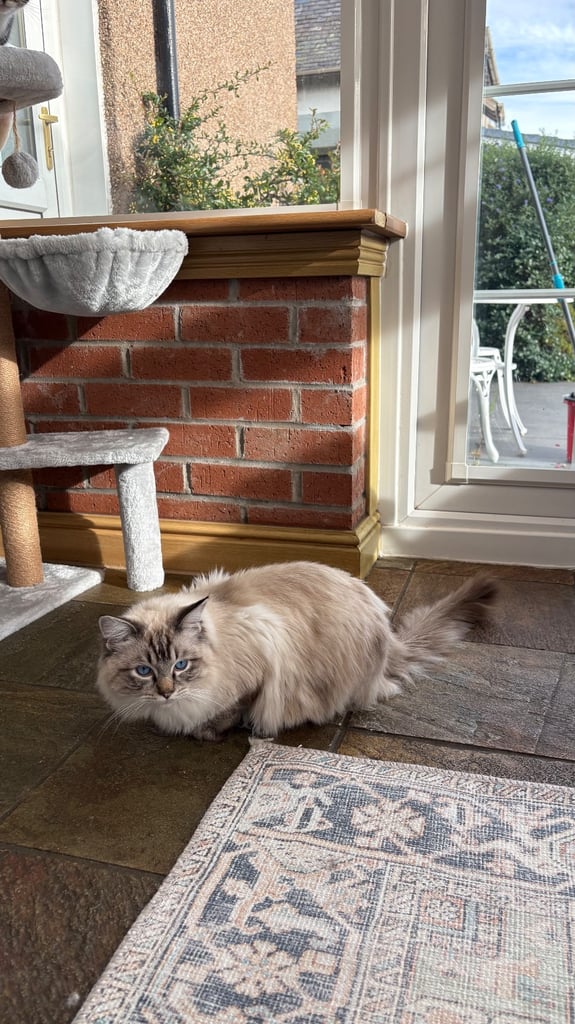 Ragdoll 