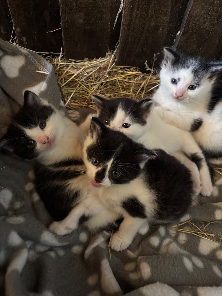 Black and white kittens 