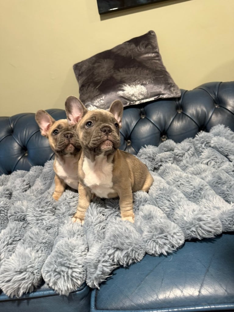 French bulldogs puppies