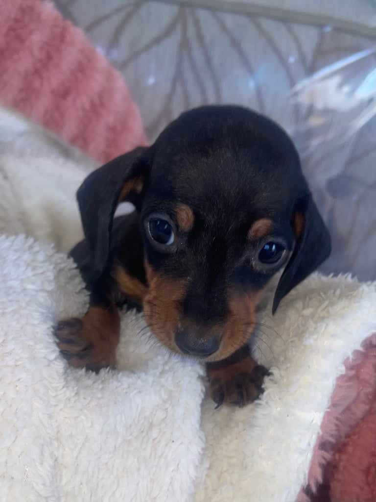 image for Miniature Dashaund puppy 