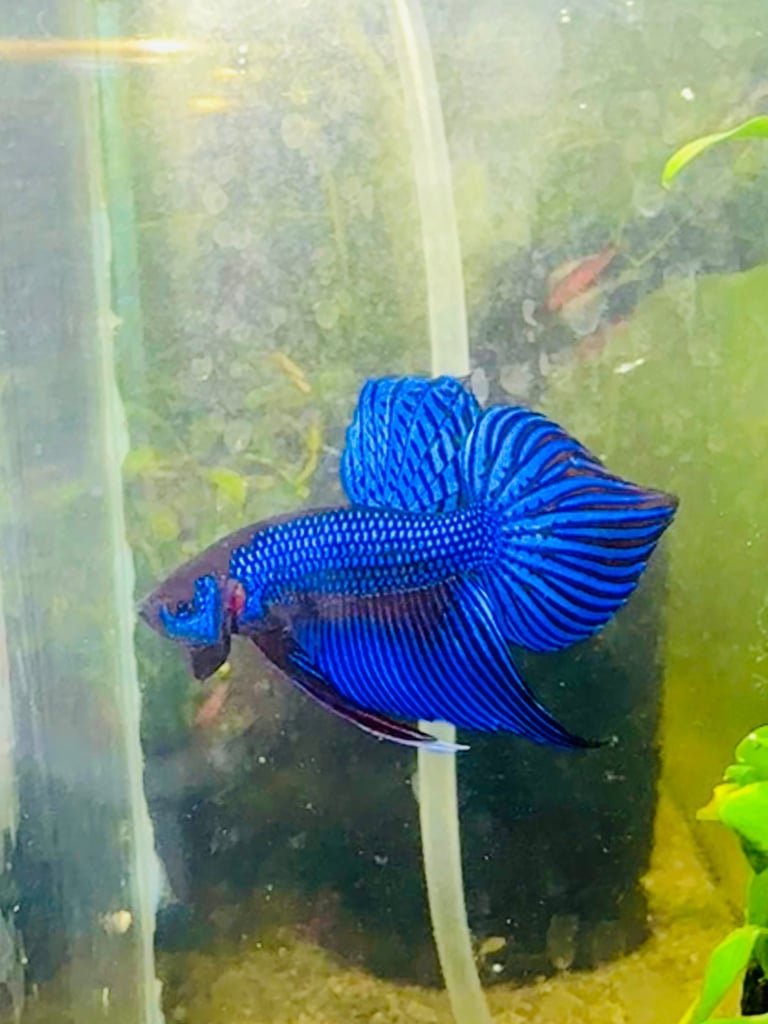 Aquarium fish( Bettas)