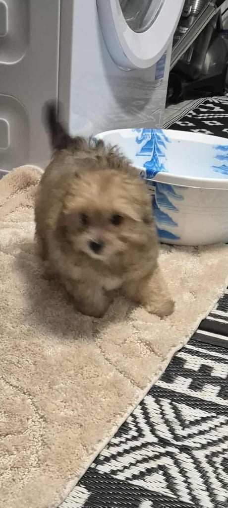 Jack russell/Pomeranian 