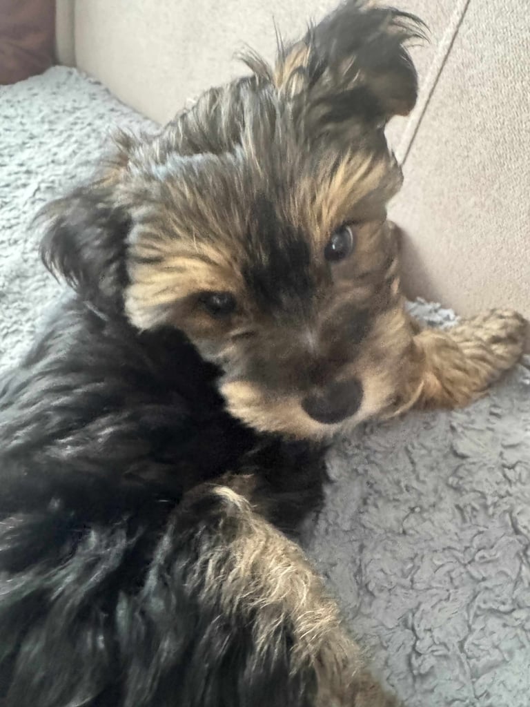 image for YORK TERRIER 1 BOYS FOR SALE IN PORTSMOUTH 