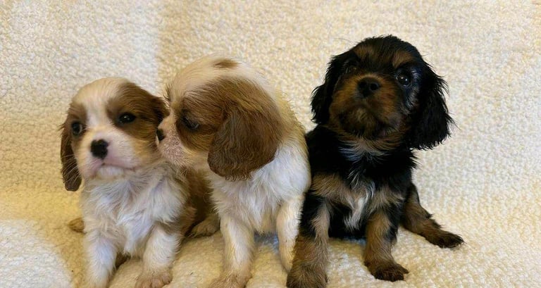 Cavalier King Charles Spaniel puppies