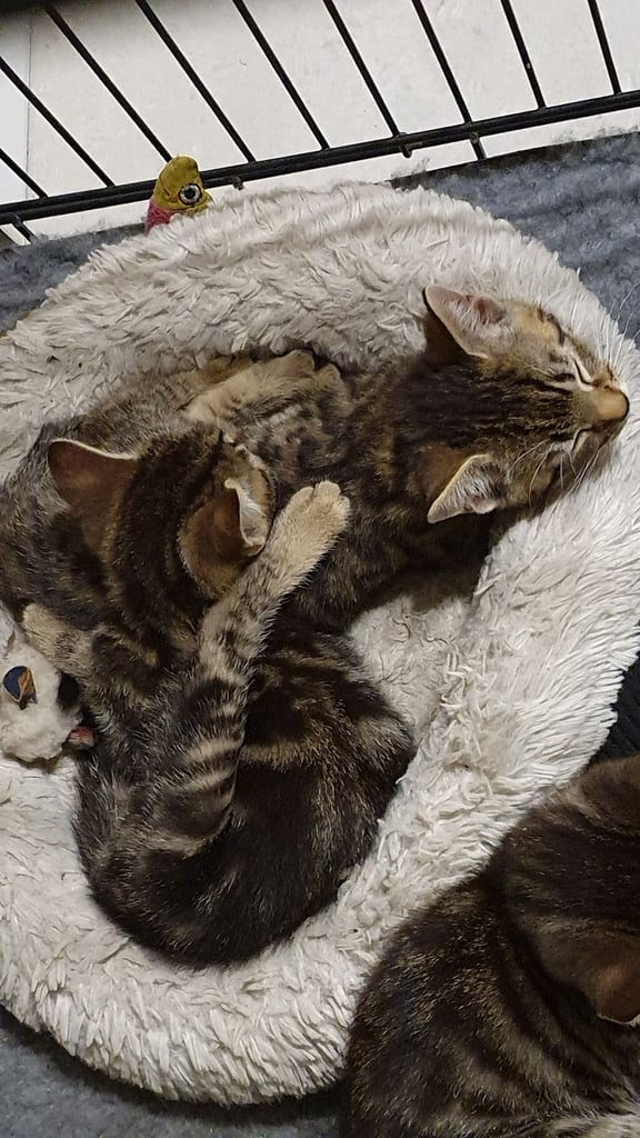 Bengal mix Kittens 8wks old marble spotted and striped