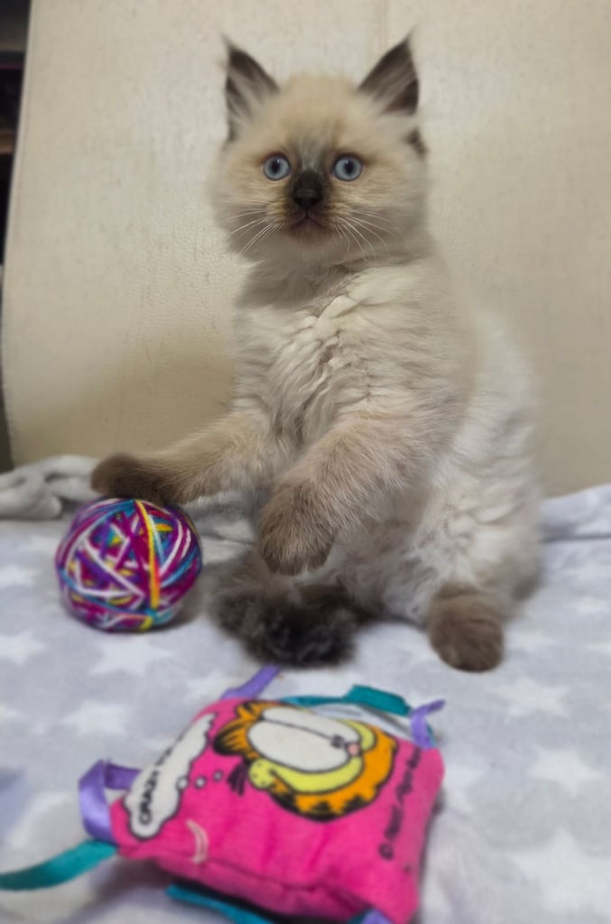 2  kittens Persian X Ragdoll