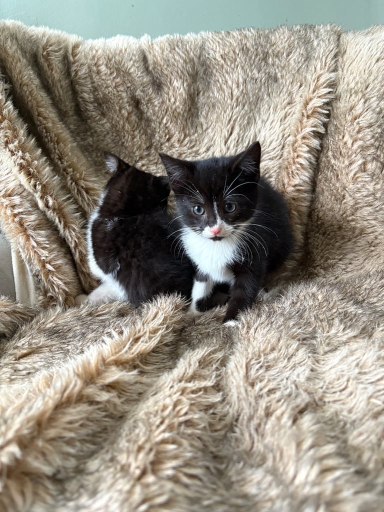 Kittens ready now 