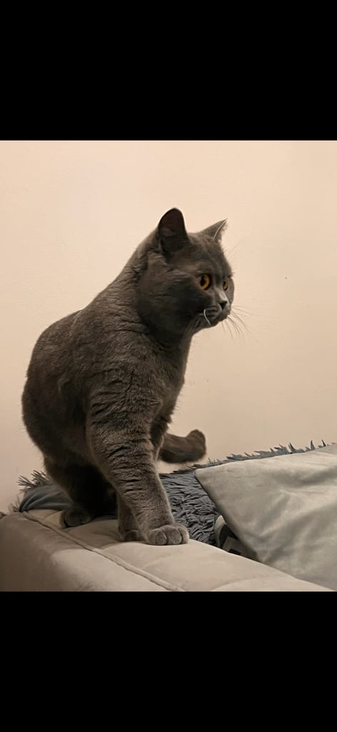 British Shorthair 
