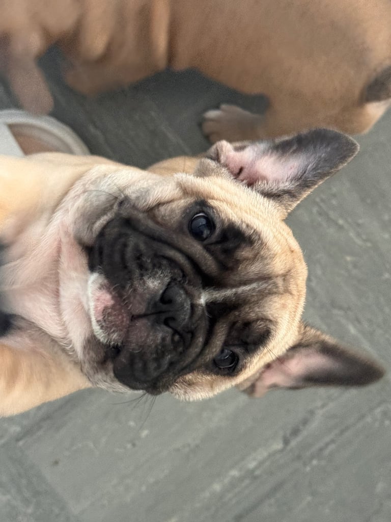 French bulldogs puppies
