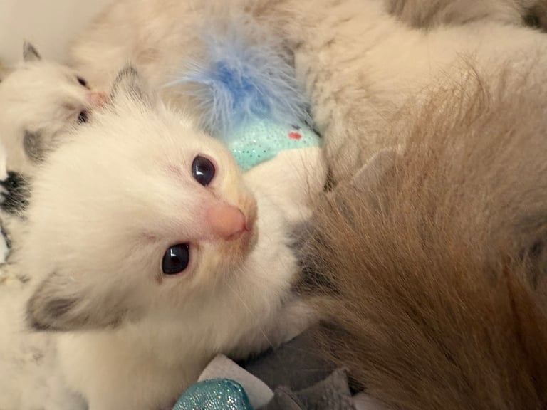 Gccf Ragdolls 🥇M&F 💙🩷 7wk 5 wk & 20wk kittens 
