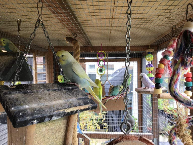 image for Various Colours Budgies For Sale - Males & Females Ready Now