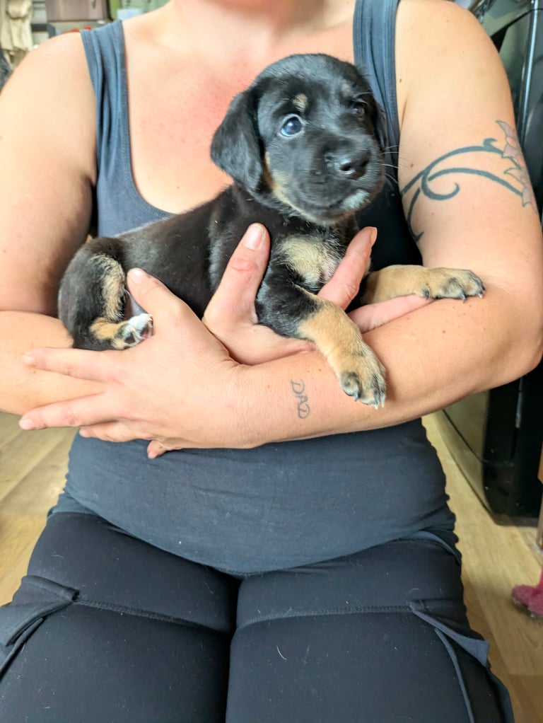 8 Springer, jack X staffy,whippet,saluki,bull greyhound puppies 