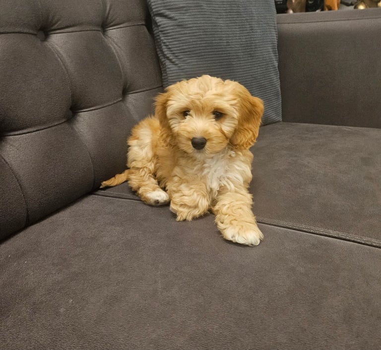 image for Beautiful 10-Week-Old Cockapoo Puppy – “Daisy”
