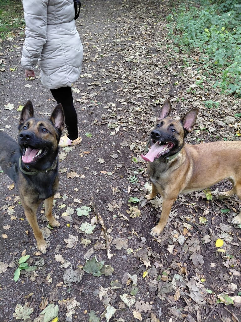 Belgain malinois 