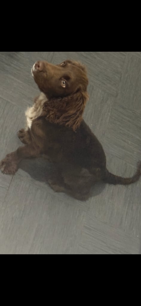 Cocker spaniel pup