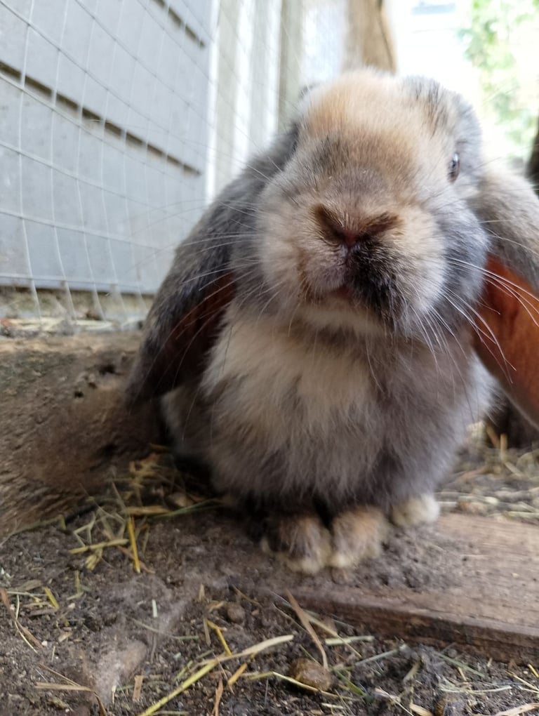image for Holland lop rabbits 