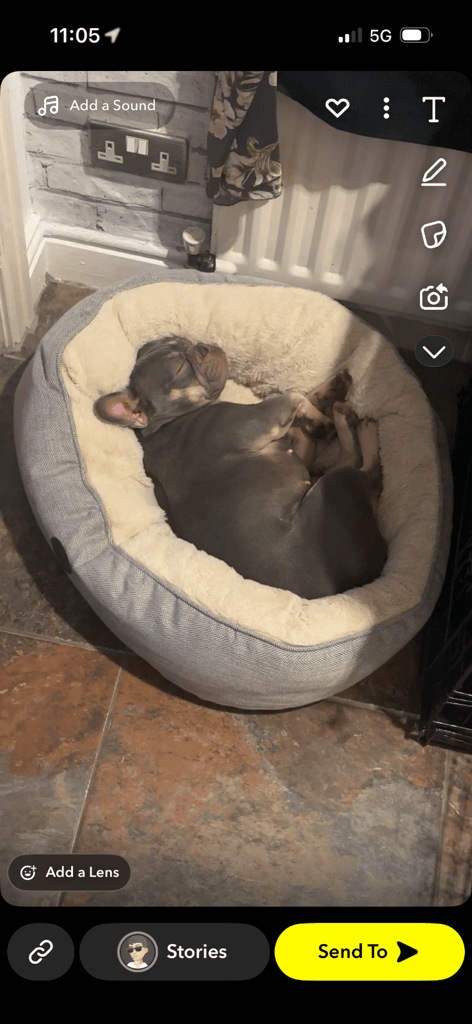 French bulldog for rehome 