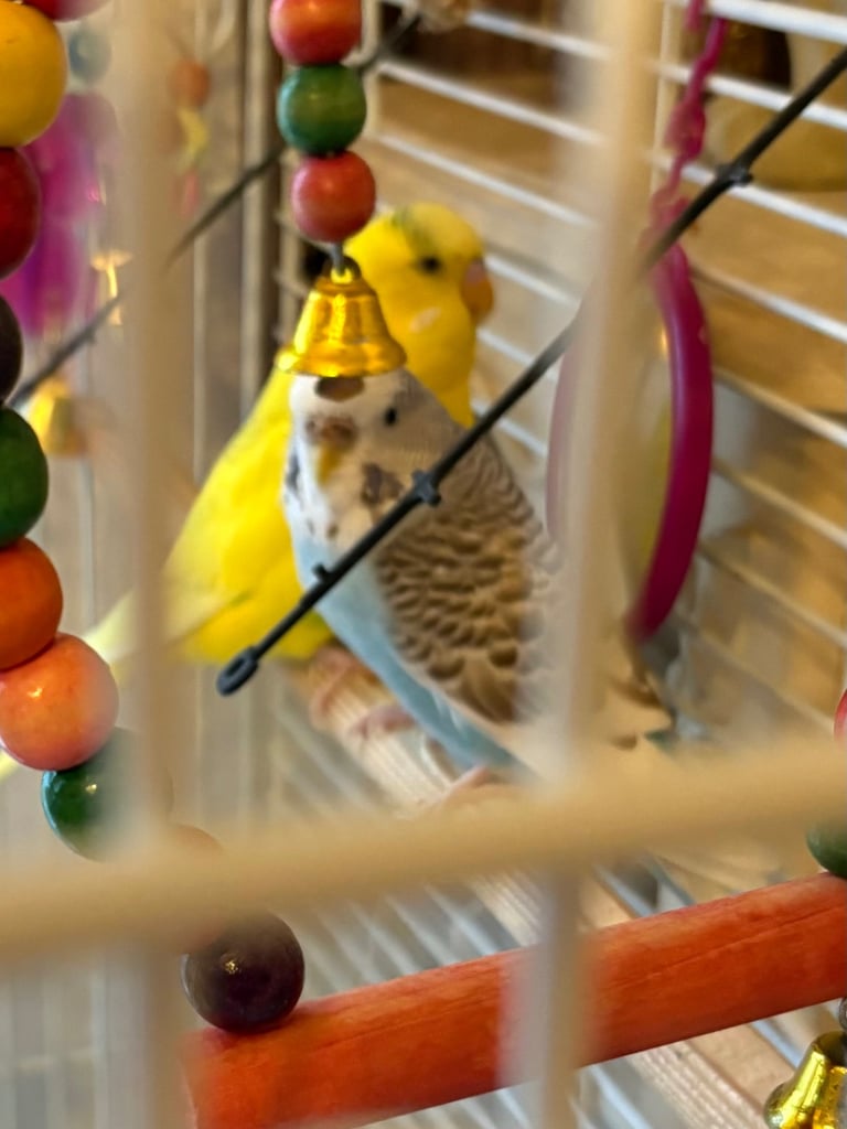 image for 2 budgies and cage