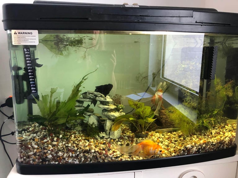 Fish and tank 