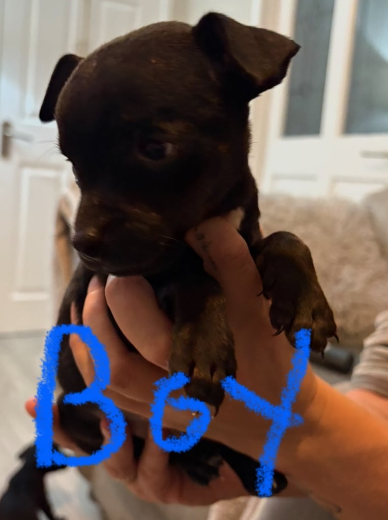 Patterdale terriers for sale 