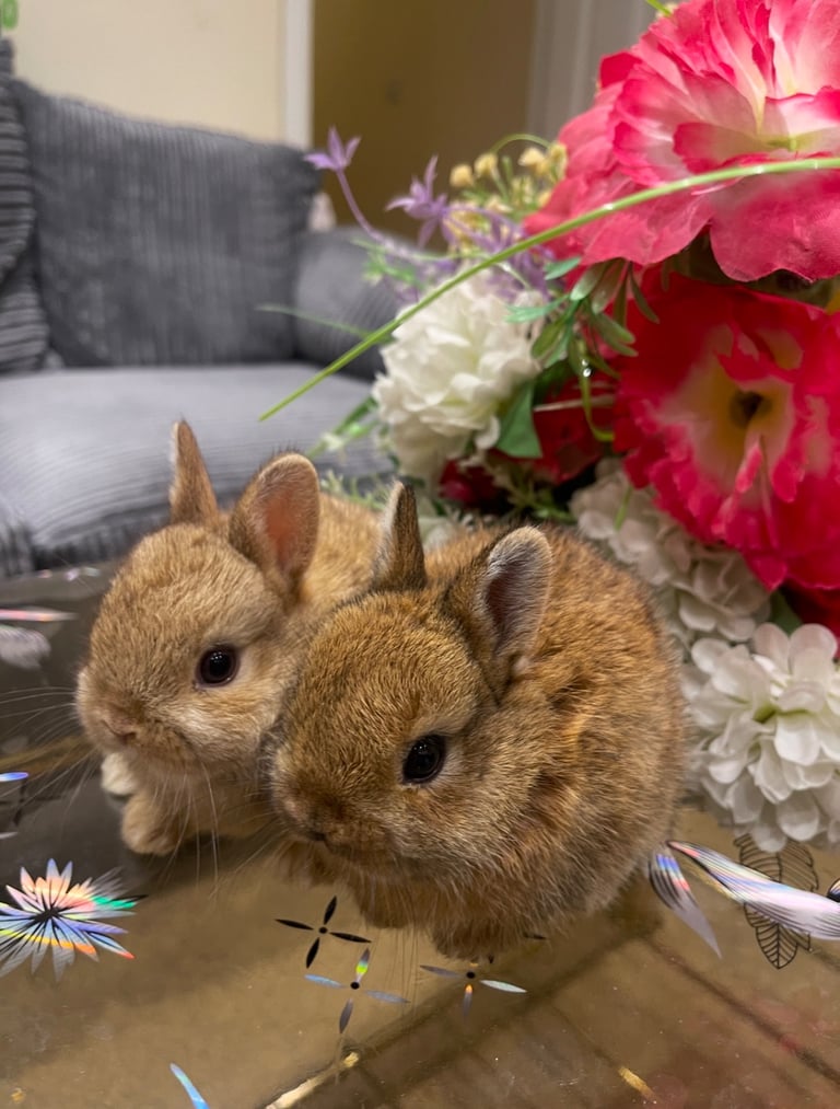 Netherland Dwarf Bunnies 