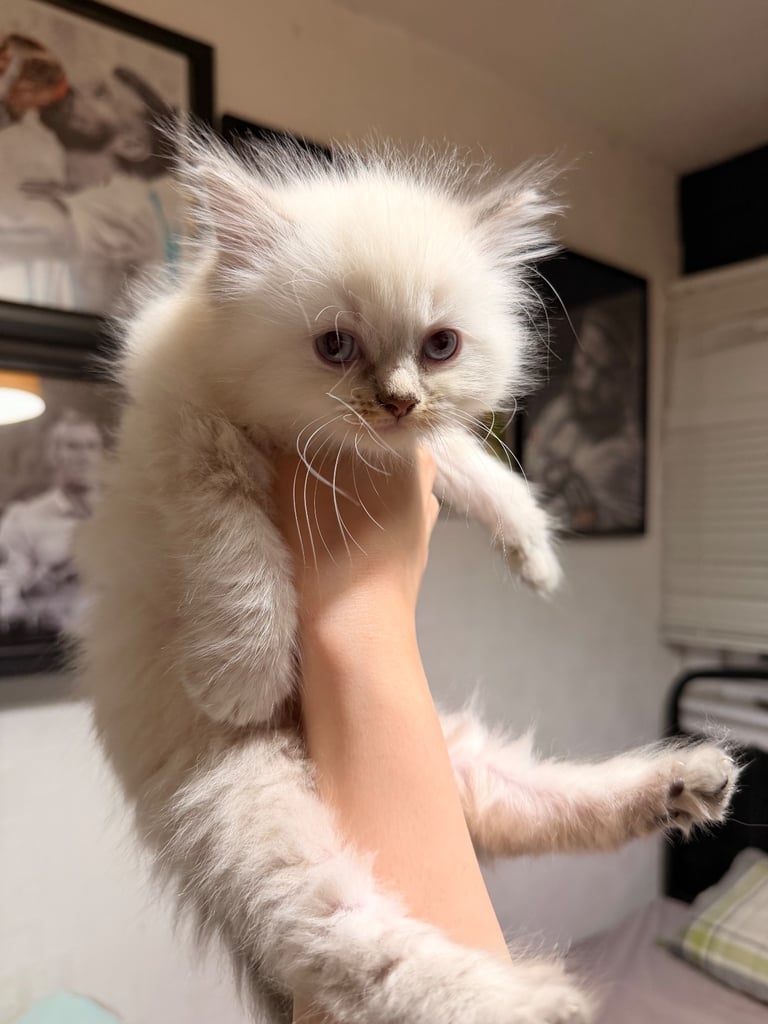 image for Ragdoll boys for sale