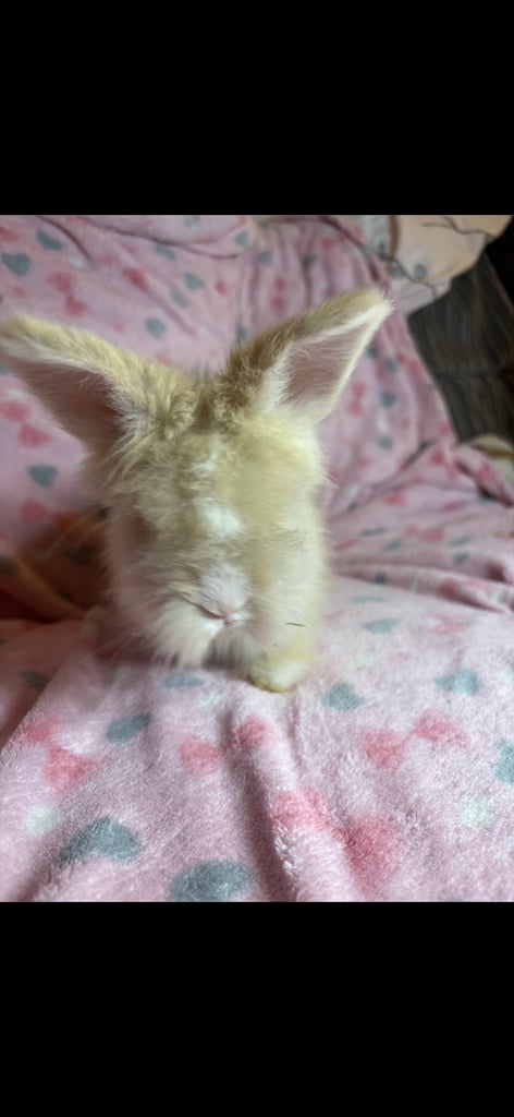 Gorgeous fluffy little angora baby bunny rabbits