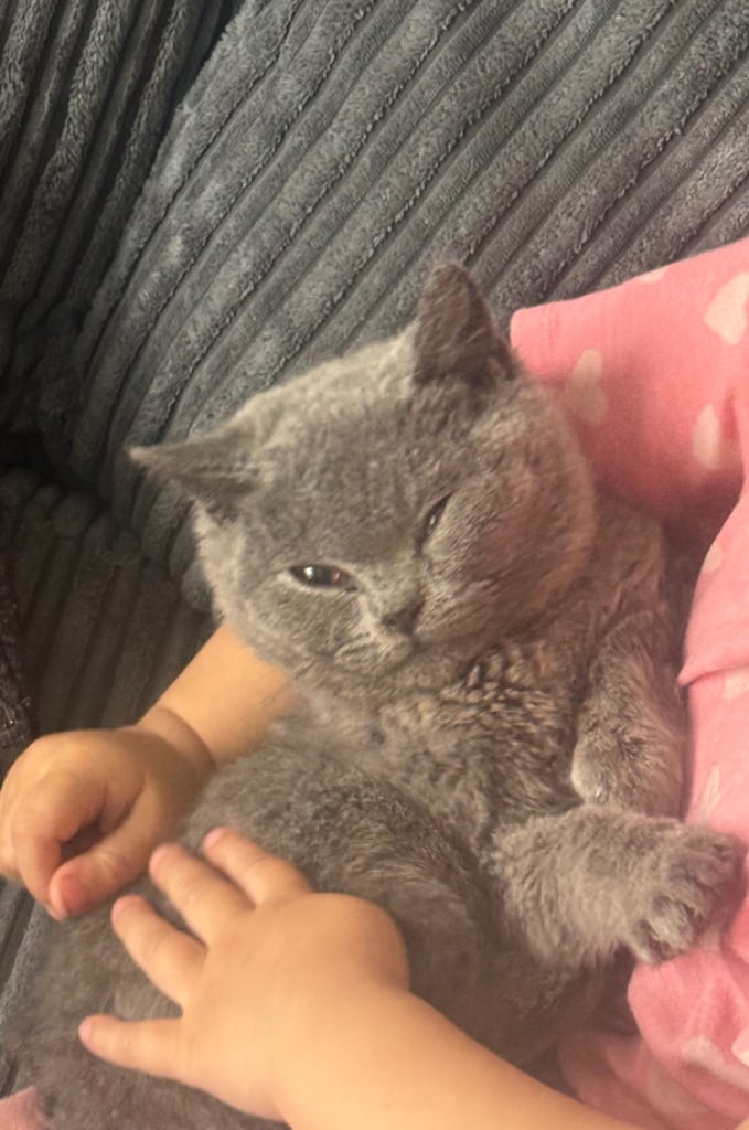 British Shorthair Kitten 