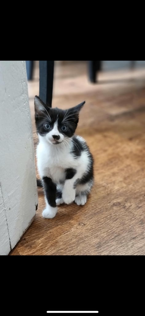 Kittens for sale 