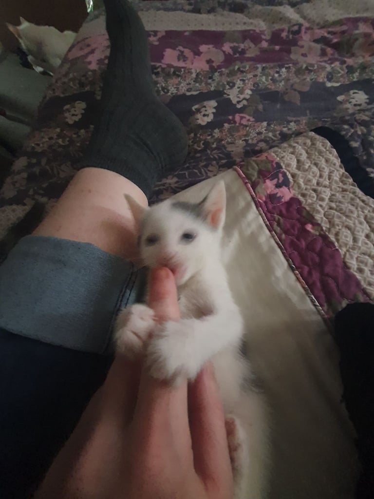 Beautiful blue/white russian kitten