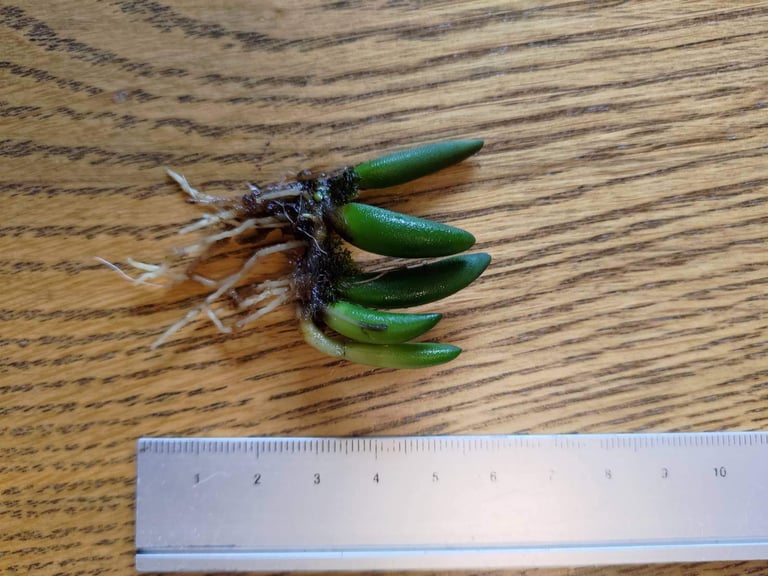 Dendrobium prenticei Rare Miniature Orchid Epiphyte Indoor House Plant