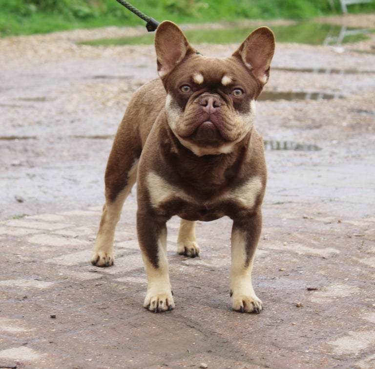 Frenchie testable/rojo chocolate tan fluffy carrier 