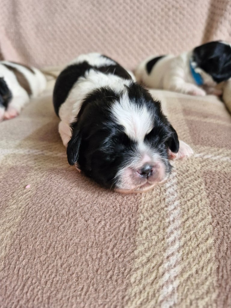 Shihtzu pups