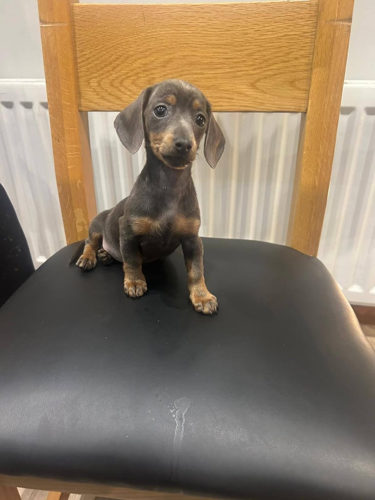 Dachshunds girl pup