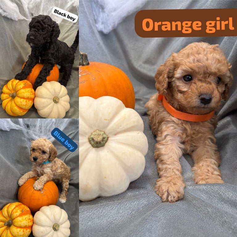 CAVAPOOCHON PUPPIES!!