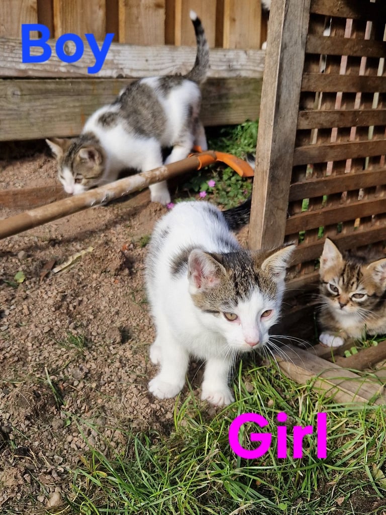 Adorable and Super Playful Kittens