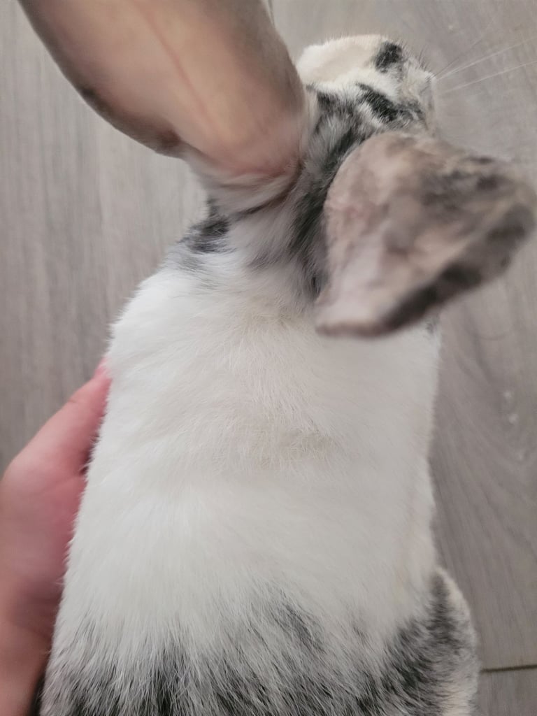 Black and white bunny 