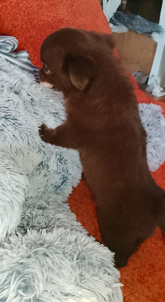 Only 2 left,,, Pure Bred long haired Chocolate Chihuahuas 