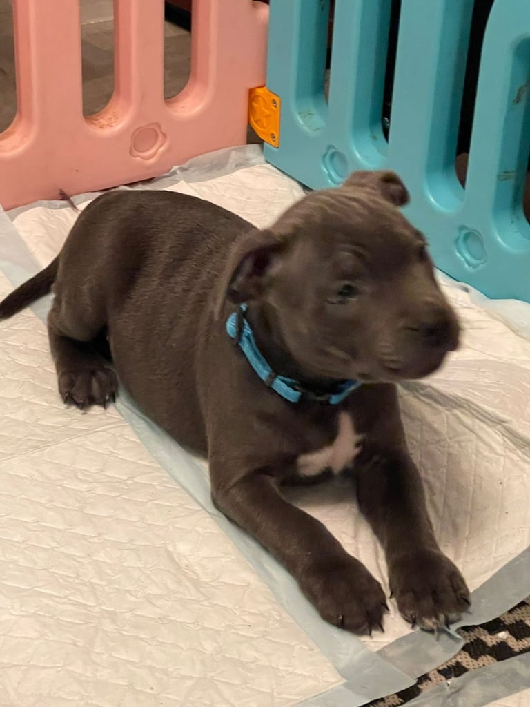 Beautiful Blue staffy puppies, KC registered ready to leave