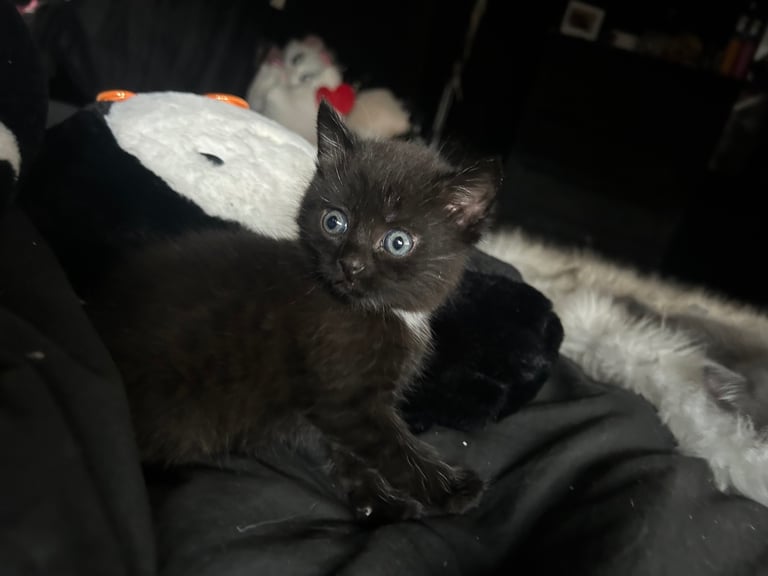 two beautiful kittens