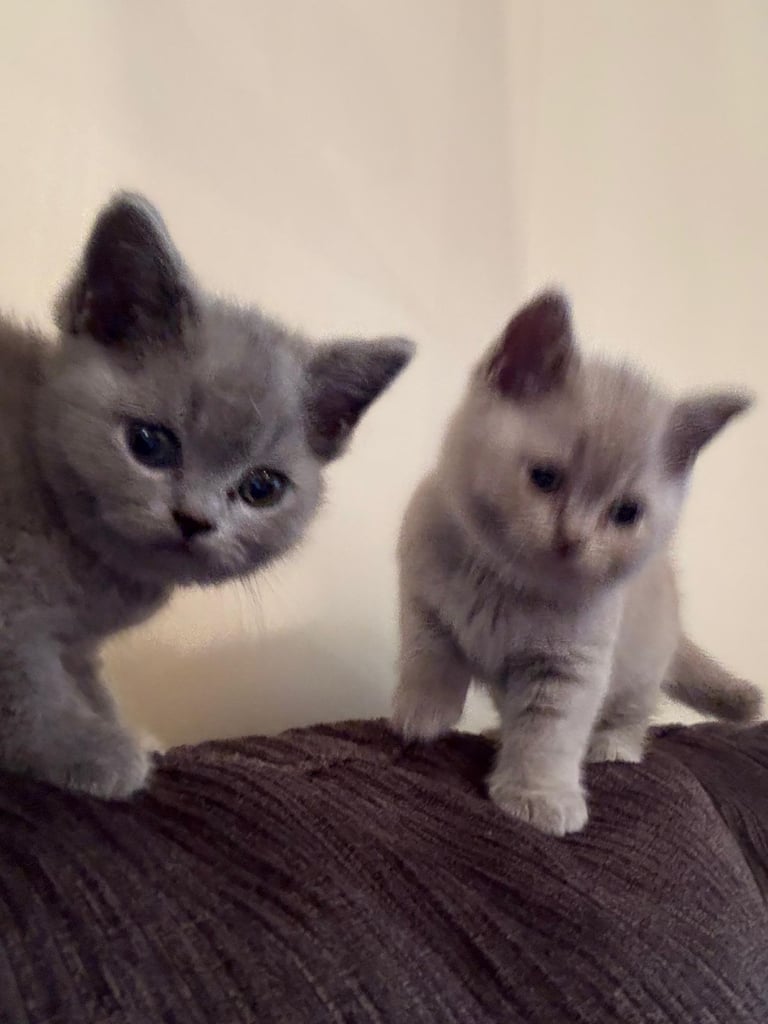 British Shorthair Kittens for sale - Pedigree Lilac and Blue