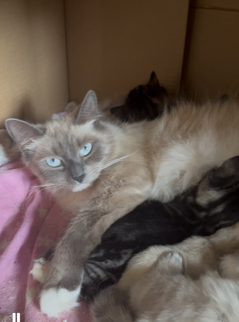 Ragdoll cross kittens 