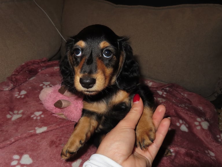 Our Last Little Lady – Black & Tan Miniature Long-Haired Dachshund 🐾