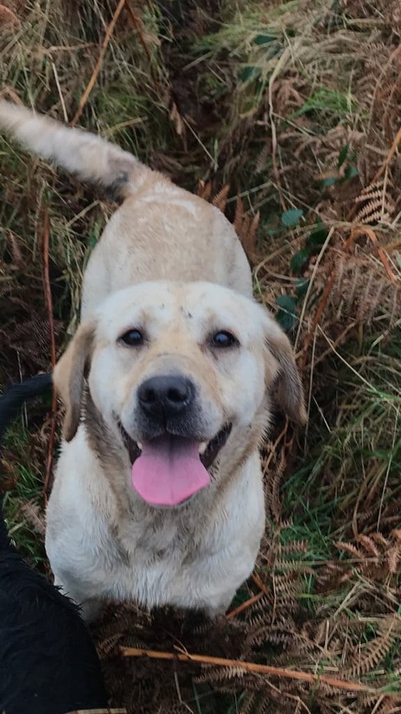 Just 3 females cracking pups left 