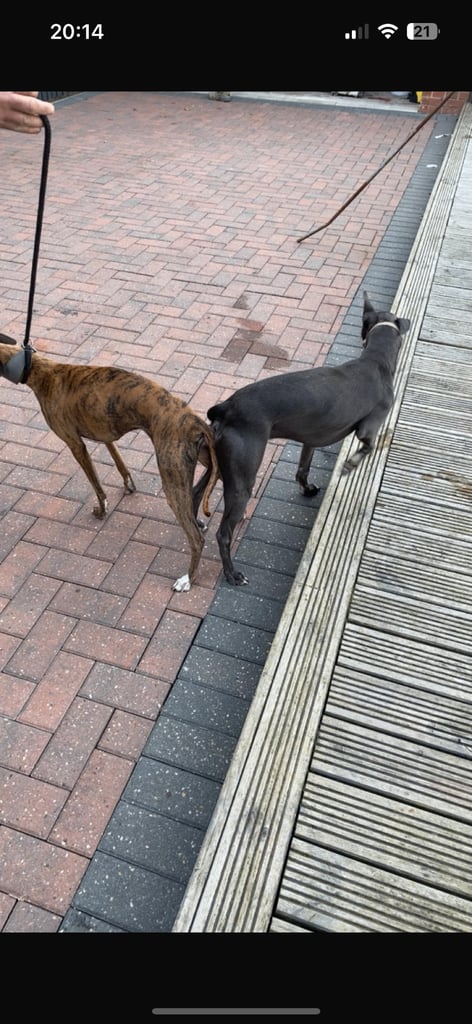 Whippet pups ready to go nice and small mother and farther