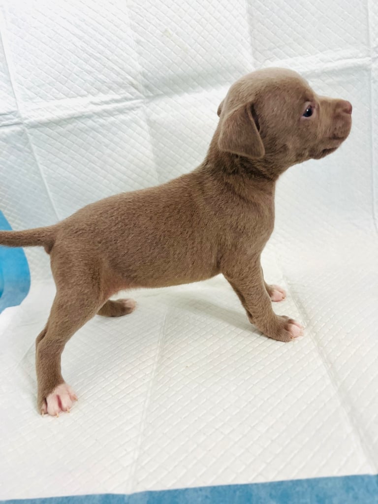 Medium American bully -XL are banned, these are NOT!