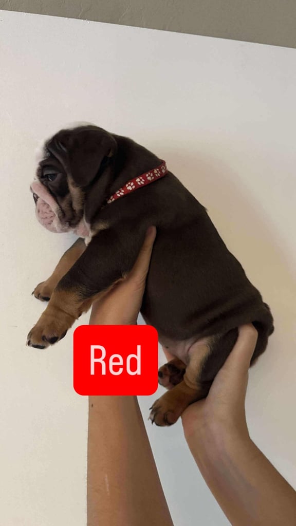 Stunning English Bulldog Puppies 