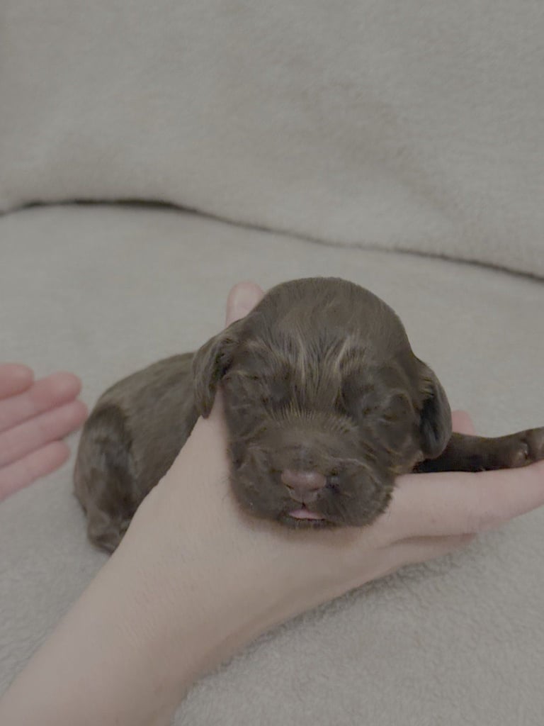 image for Cocker spaniel puppies for sale
