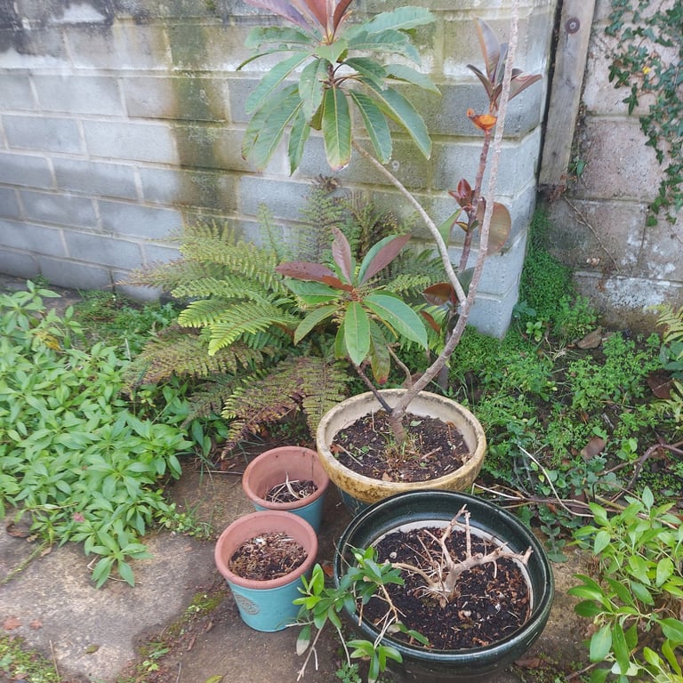 Ceramic Plant pots , 2 small green , one cream and green , one deep green. With ornate tree.